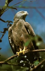 Fototapeta premium Red Kite, milvus milvus, Adult standing on Branch