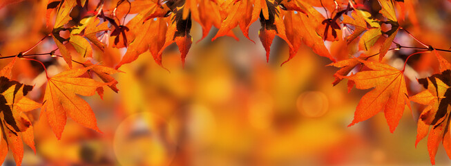 Fototapeta na wymiar orange autumnal background with leaf of maple tree