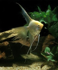 Diamond Angelfish, pterophyllum scalare, Adult