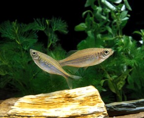 Giant Danio or Malabar Danio, danio aequipinnatus, Aquarium Fishes