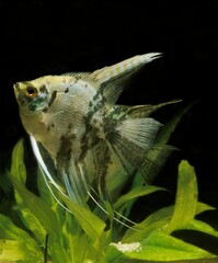 Angelfish, pterophyllum scalare, Adults, Aquarium Fish