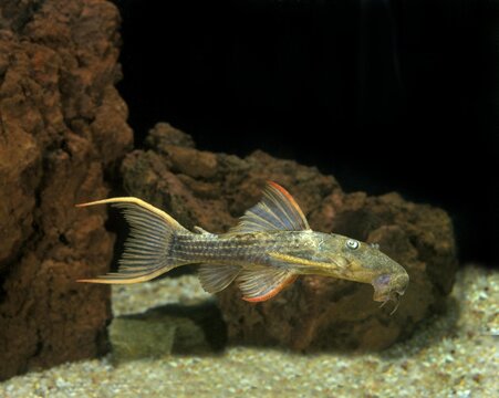 Catfish, pseudacanthicus sp, Adult