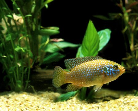 African Fish, hemichromis lifalili, Cichlid, Adult