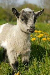 Pygmy Goat or Dwarf Goat, capra hircus, 3 Months Old Baby Goat standing on Dandelions