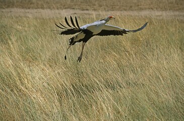 Fototapeta premium Secretary Bird, sagittarius serpentarius, Adult in Flight, Serengeti Park in Tanzania