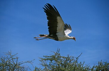 Secretary Bird, sagittarius serpentarius, Adult in Flight, Serengeti Park in Tanzania