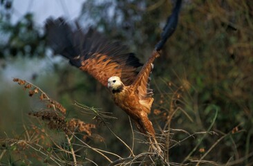 Black Collared Hawk, busarellus nigricollis, Adult in Flight, Taking Off, Pantanal in Brazil