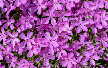 pink flowers background