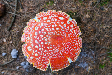 Muchomor w kształcie zębatki  © calibanx