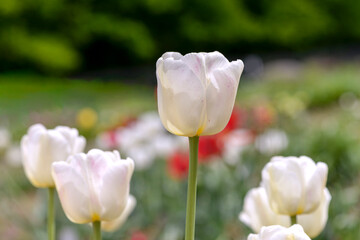 white and red tulip flowers in garden