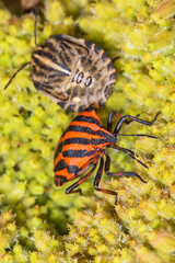 Fototapeta na wymiar Striped bug or Minstrel bug, Graphosoma lineatum. a species of shield bug in the family Pentatomidae Stinky bug on the leaf.