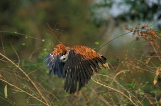 Black Collared Hawk, Busarellus Nigricollis, Adult In Flight, Pantanal In Brazil