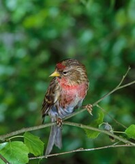 Common Redpoll, acanthis flammea, Adult standing on Branch