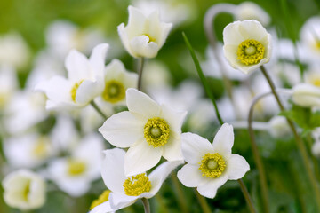 white anemone flowers in forest