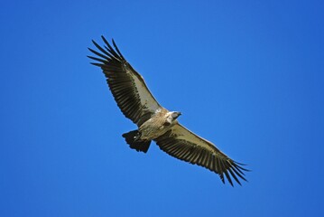 African White Backed Vulture, gyps africanus, Adult in Flight against Blue Sky, Masai Mara Park in Kenya