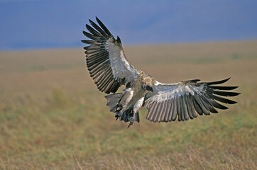 African White Backed Vulture, gyps africanus, Adult in Flight, Masai Mara Park in Kenya
