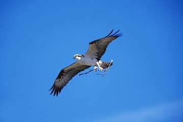 Fototapeta premium Osprey, pandion haliaetus, Adult in Flight, with Nesting Material in Claws, Mexico