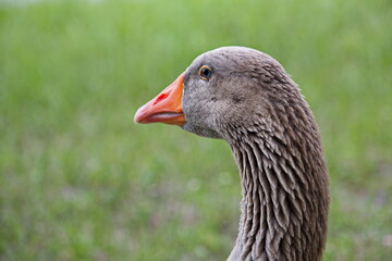 Domestic goose close-up
