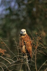 Black Collared Hawk, busarellus nigricollis, Adult standing on Branch, Pantanal in Brazil
