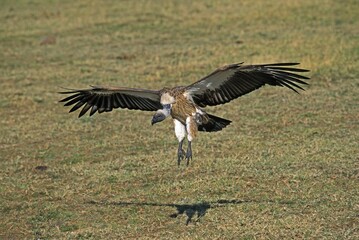 African White Backed Vulture, gyps africanus, Adult in Flight, Landing, Masai Mara Park in Kenya