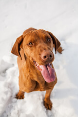 dog breed vyzhla close-up. a dog with its tongue out.Satisfied, she looks at the camera.Portrait of a dog top view. Executes the sit in the snow command
