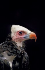 White Headed Vulture, trigonoceps occipitalis, Portrait of Adult, Kenya