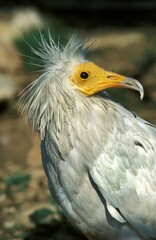 Egyptian Vulture, neophron percnopterus, Portrait of Adult