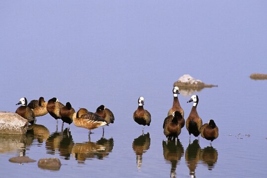 White Faced Whistling Duck, endrocygna viduata, Group standing in Water, Los Lianos in Venezuela © slowmotiongli