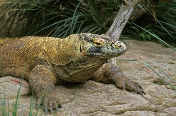 Komodo Dragon, varanus komodoensis, Adult standing on Rock