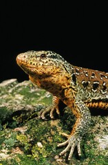 Chilean Teju, callopistes palluma, Adult, Lizard of Chile