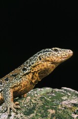 Fototapeta premium Chilean Teju, callopistes palluma, Adult, Lizard of Chile