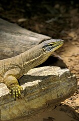 Gould Monitor, varanus gouldi, Adult standing on Rock, Australia