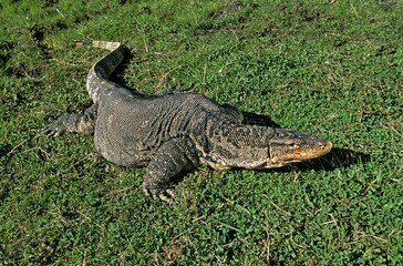 Water Monitor Lizard, varanus salvator, Adult standing on Grass