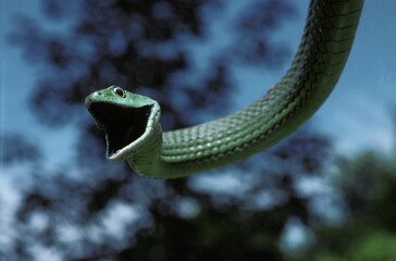 Spotted Bush Snake, philothamnus semivariegatus, Adult hanging from Branch with Open Mouth, Africa