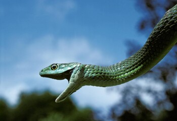 Spotted Bush Snake, philothamnus semivariegatus, Adult hanging from Branch with Open Mouth, Africa