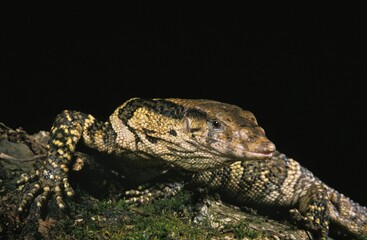 Dumeril's Monitor, varanus dumerilii, Adult against Black Background
