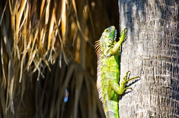 Green iguana climbing tree