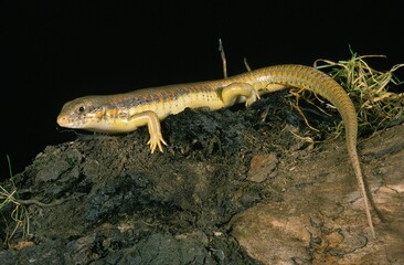 Berber Skink, eumeces schneideri, Adult