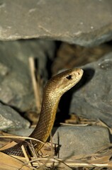 Taipan Snake, oxyuranus scutellatus, Venomous Snake in Australia