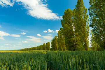 summer green field landscape cereals with high trees along environment space nature scenic view in clear weather day
