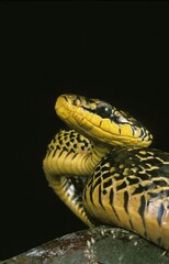 Tropical Rat Snake, spilotes pullatus, Adult against Black Background