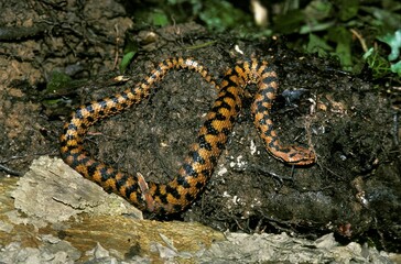 Asp Viper, vipera aspis, Adult, Venomous Snake in France
