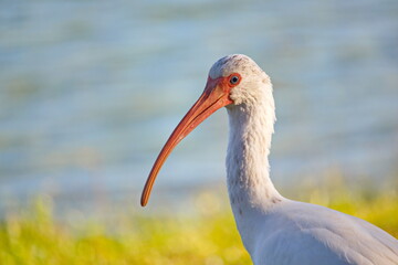 Ibis close-up