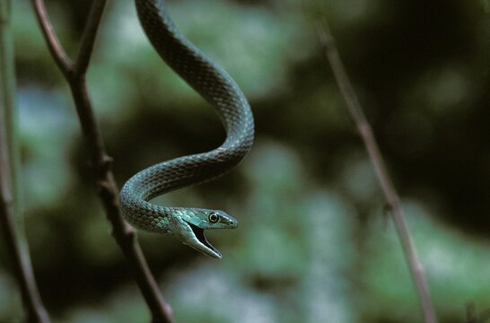 Spotted Bush Snake, philothamnus semivariegatus, Adult hanging from Branch with Open Mouth, Africa