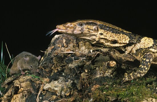 Dumeril's Monitor, varanus dumerilii, Adult with Tongue out, Hunting Mouse