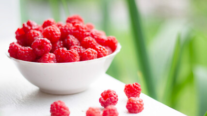 A white cup with fresh ripe raspberries stands against a background of bushes. Natural organic.
