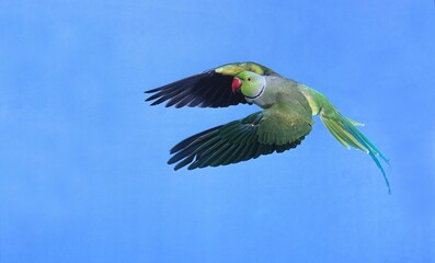 Rose Ringed Parakeet, psittacula krameri, Male in Flight