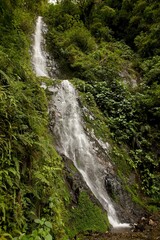 Fototapeta na wymiar Tropical Forest and Waterfalls in Manu National Park, Peru