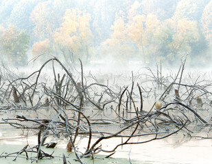 Cold frosty dawn in the swamp, the first rays of the sun. Skeletons of dead trees.
