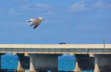 Seagull flying